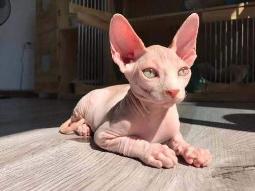 出售高品质曼基康猫 矮脚猫 温顺可爱黏人